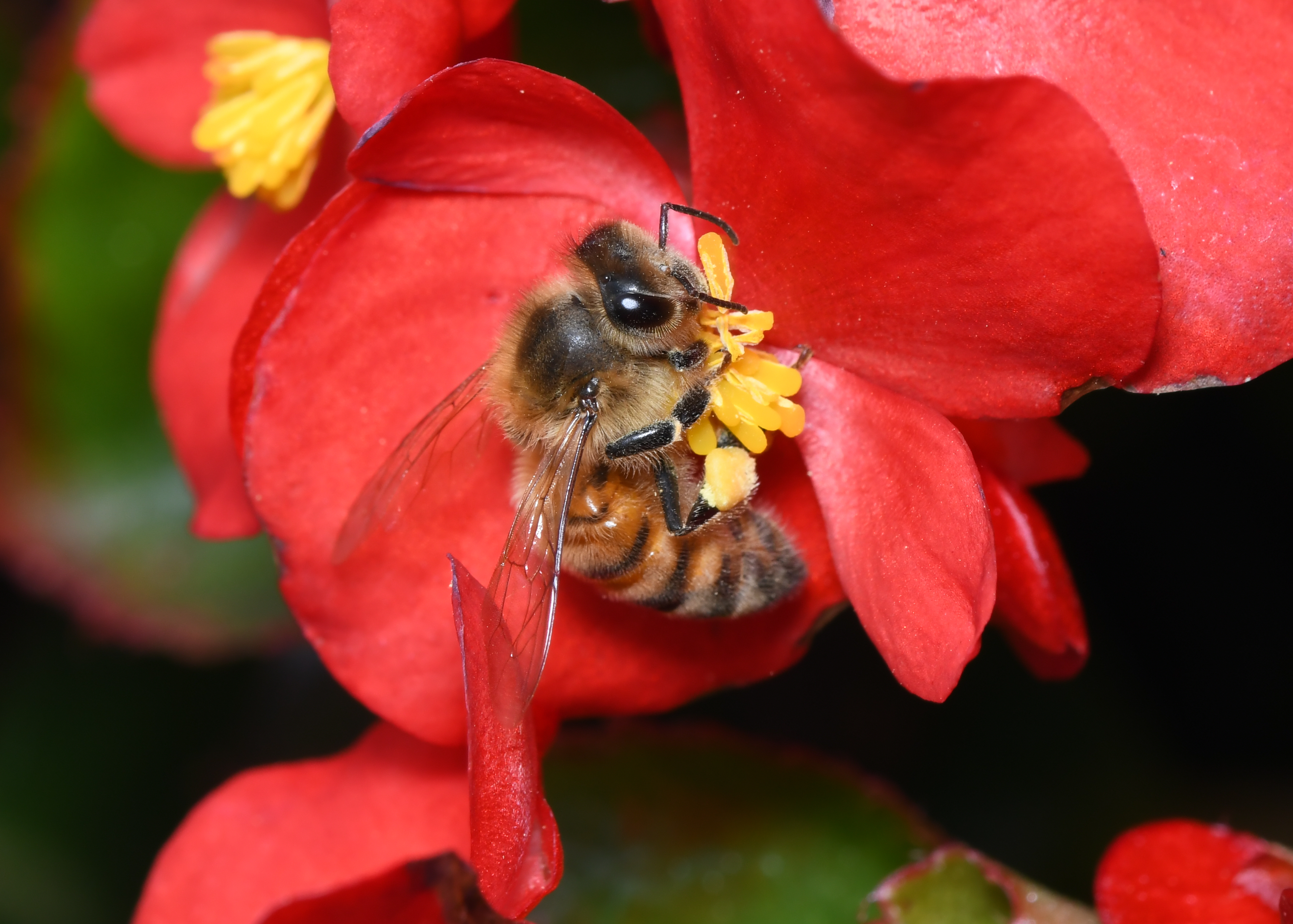 European Honey Bee on red begonia 3.jpg